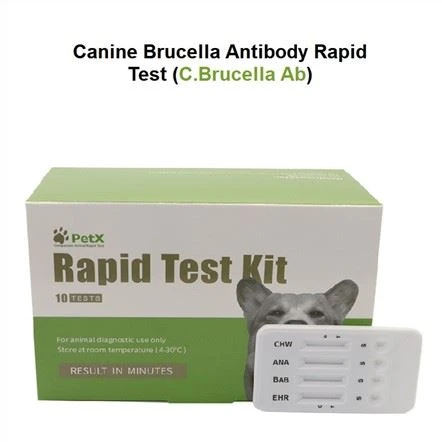 Tes Anjing Brucella Ab